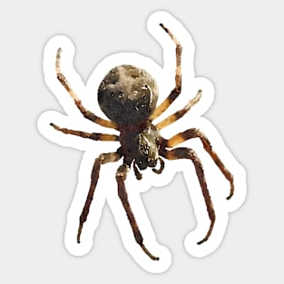 Bridge Orb-Weaver Spider Sticker